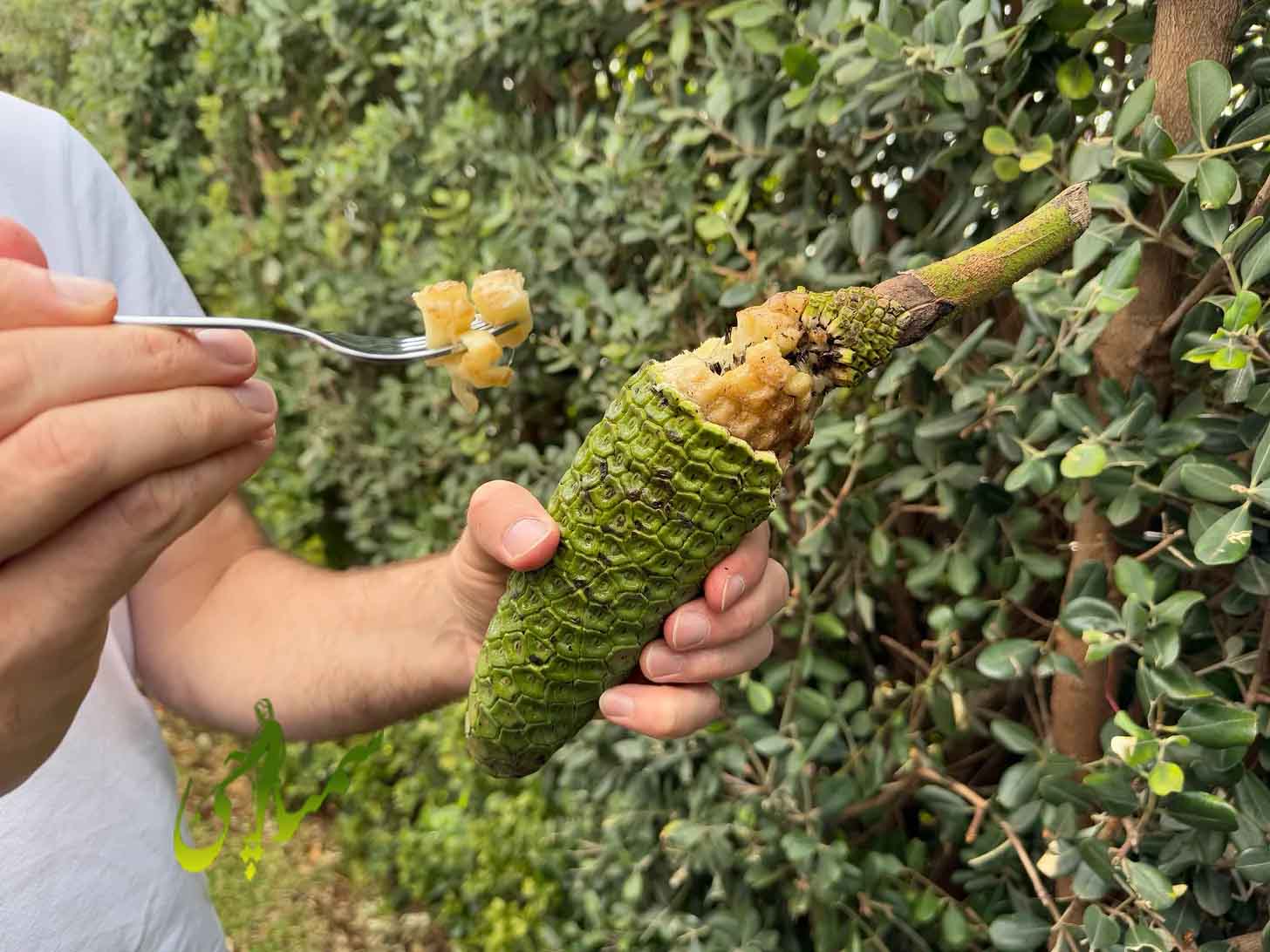 میوه خوشمزه برگ انجیری
